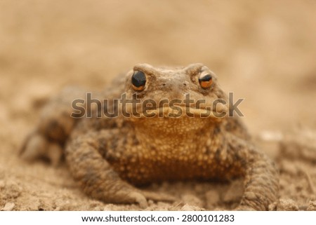 A large frog standing alone and looking at people in the wasteland.