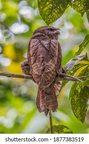 Frogmouth large What is