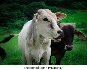 Large Front View Image Of A Nellore Young Female White Cow With Open Mouth Walking Free In The Green Meadow Field - Animal Liberation Concept With Selective Focus And Blurred Background