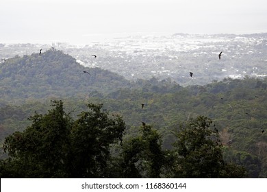 Large Fruit Bats Fly In The Mountains Above Apia, Samoa. Hundreds Of Them Nest Hanging Upside Down In The Jungle Trees Overlooking The City.