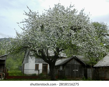 Large fruit tree in full white spring bloom growing beside traditional countryside houses and wooden farm buildings.