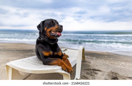 A Large Funny Relaxed Dog Of The Rottweiler Breed Rests On A White Large Summer Lounger, And Performs The Commands Of Its Attentive Unknown Owner On A Wild Sea Sandy Beach