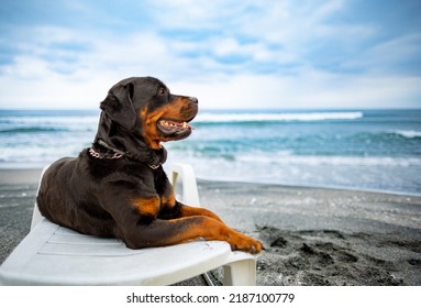 A large funny relaxed dog of the Rottweiler breed rests on a white large summer lounger, and performs the commands of its attentive unknown owner on a wild sea sandy beach - Powered by Shutterstock