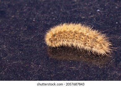 1,137 Black Fuzzy Caterpillar Images, Stock Photos & Vectors 