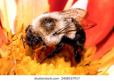 A large furry female Queen Bombus impatiens Bumble Bee pollinating a red and yellow dahlia flower.  Long Island, New York USA - Powered by Shutterstock