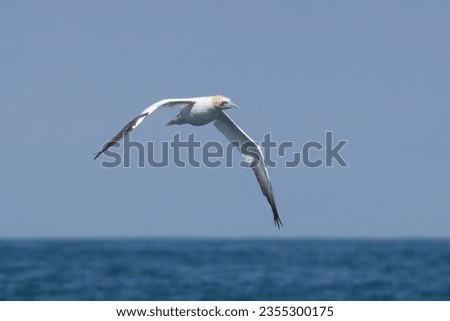 Large Gannet sea bird flying over blue sea with clear sky in background showing creamy yellow feathers head and black wing tips