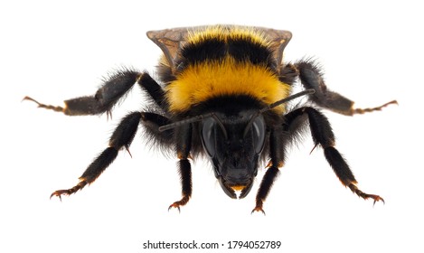 Large Garden Bumblebee Isolated On White Background, Bombus Ruderatus