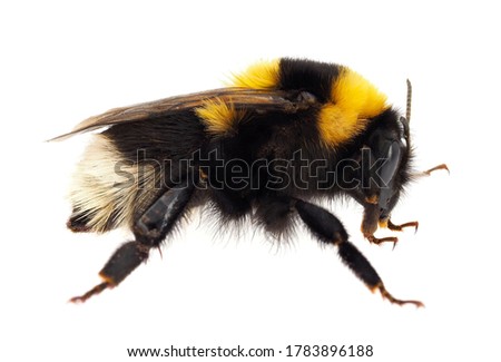 Large garden bumblebee isolated on white background, Bombus ruderatus