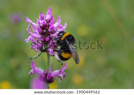 The large garden bumblebee or ruderal bumblebee (Bombus ruderatus) , beatiful photo