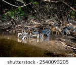 A large gathering of vibrant blue and yellow crabs at the water