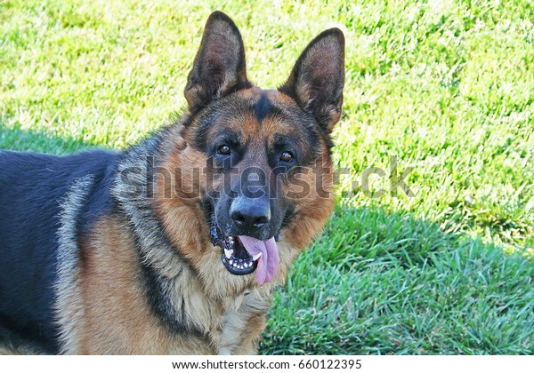 Large German Sheppard Dog Stock Photo 660122395 | Shutterstock