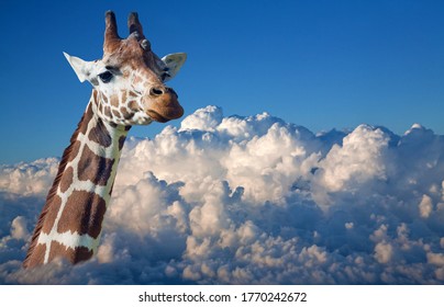 Large Giraffe Head Above White Clouds