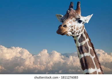 Large Giraffe Head Above White Clouds