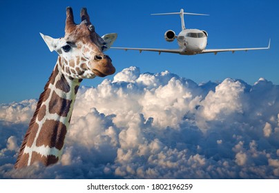 Large Giraffe Head And Plane Above White Clouds