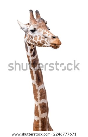 large giraffe isolated on white background