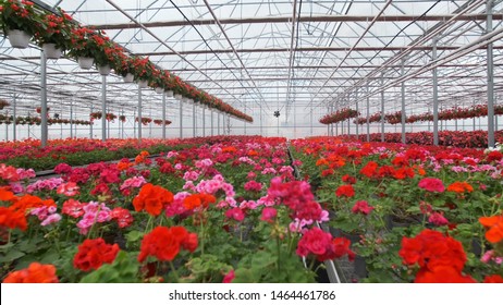 Large glass greenhouse with flowers. Growing flowers in greenhouses. Interior of a modern flower greenhouse. Flowers in flowerpots. - Shutterstock ID 1464461786