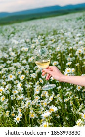 Large Glass With White Wine In A Female Hand In A Field Of Daisies