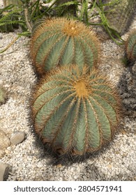 A large globular cactus named 