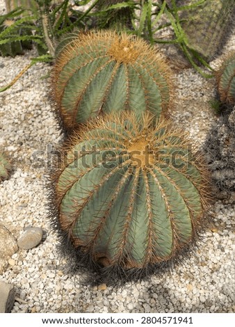 A large globular cactus named 