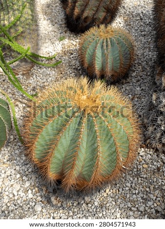 A large globular cactus named 