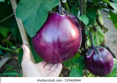 Large globular eggplant varieties of "Bourgeois" in the garden on the palm - Shutterstock ID 519465844