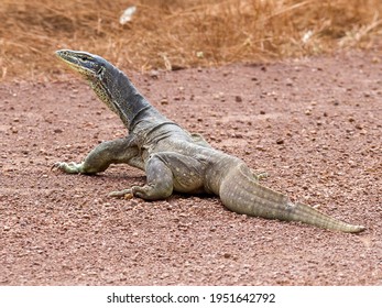 Large Goanna, Cape York, Australia 