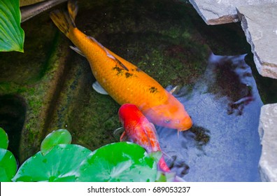 Large golden, black and orange koi and oranda goldfish peek out from under lily pads. Trees reflection in water. Beautiful koi in pond, top view, close up.