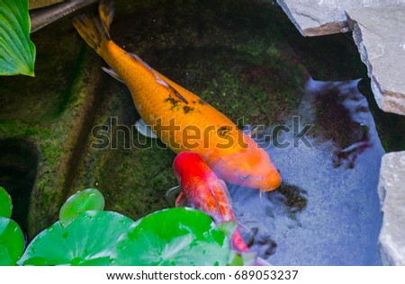 Large golden, black and orange koi and oranda goldfish peek out from under lily pads. Trees reflection in water. Beautiful koi in pond, top view, close up.