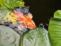 A Large Golden Koi Carp Fish At The Surface Of A Pond With Lilly Pads. He Has A Large Eye Looking Out Above The Surface Of The Water. Seen From Above The Pond.