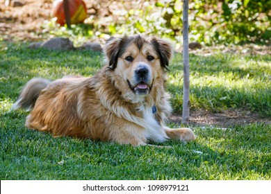 A Large, Golden, Mixed-breed Dog Rests In The Shade Of A Backyard Tree. He Is Alert And Looking At The Camera. 