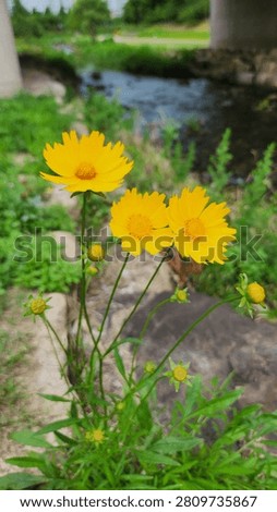 Large goldenrod, whose flower language is a refreshing feeling