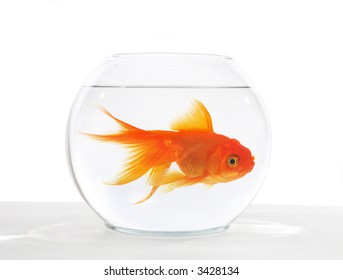 small goldfish