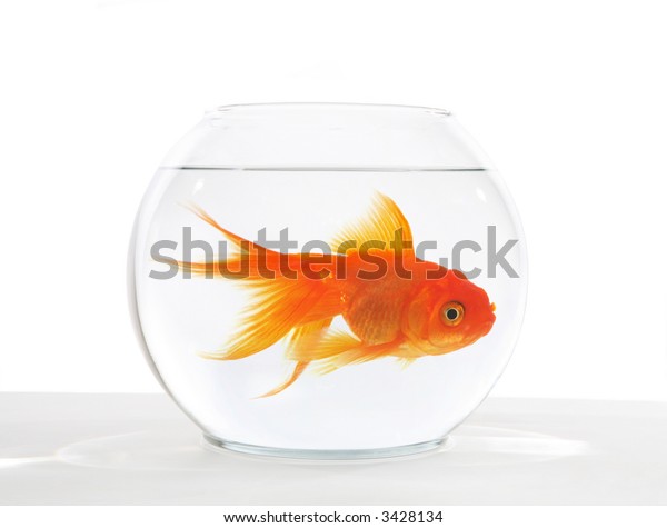 large goldfish bowl