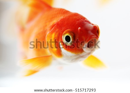  Large goldfish in small bowl