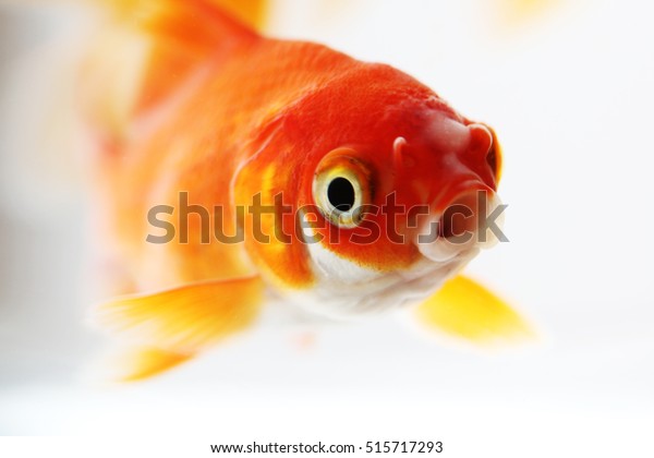  Large goldfish in small\
bowl