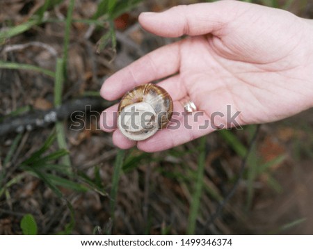 a large grape snail lies in the palm of the woman's right hand with two gold rings on the finger against a background of green grass.