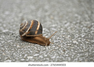 A large grape snail with a rounded shell with light and dark stripes slowly crawls along a gray asphalt path Macro nature flora                               