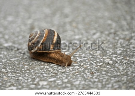 A large grape snail with a rounded shell with light and dark stripes slowly crawls along a gray asphalt path Macro nature flora                               