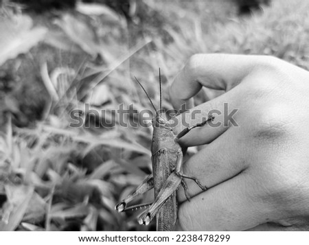 a large grasshopper in the fingers, black and white or colorless