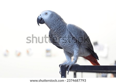 Large gray African parrot sitting outside on a cage enjoying freedom against white background
