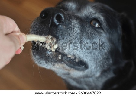 Large gray dog pulling a bone from human hands