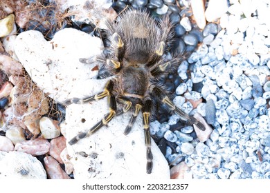 
A Large Gray Spider Caught On A White Stone Ground.