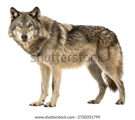 Large Gray Wolf Standing Alert and Watchful, Majestic Wild Canine, Fierce Predator, Wildlife Photography, Forest Habitat, Nature Scene, Detailed Wolf Portrait, Natural Environment