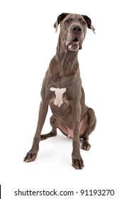 A Large Great Dane Dog Sitting Down With Drool On Face. Isolated On White.