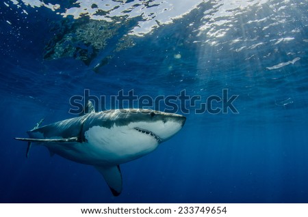 A large great white shark (Carcharodon carcharias) swims near the surface off the coast of Mexico.