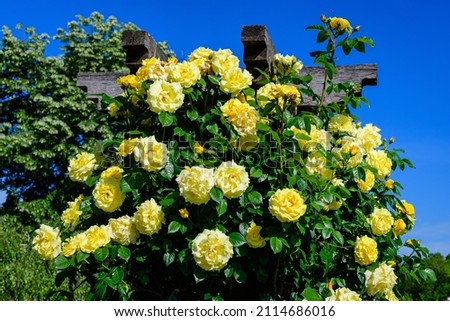 Large green bush with many fresh vivid yellow roses and green leaves in a garden in a sunny summer day, beautiful outdoor floral background photographed with soft focus