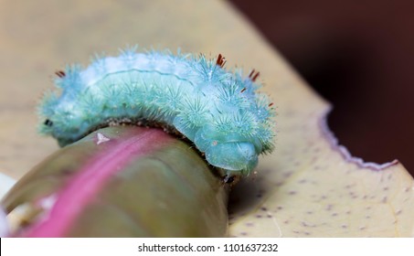 large green caterpillar