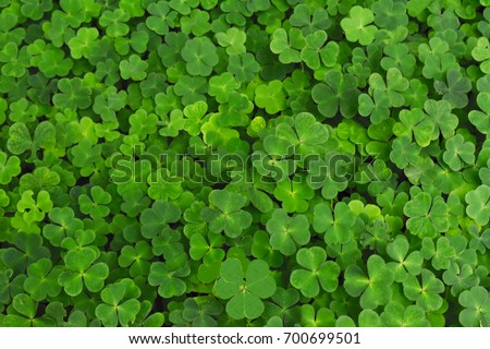 Large green clover field in forest