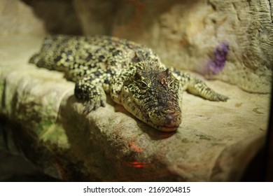 A large green crocodile is lying alone in an aquarium in the zoo behind glass. Crocodile farm. Breeding of crocodiles. Sharp crocodile teeth. Large predatory reptiles