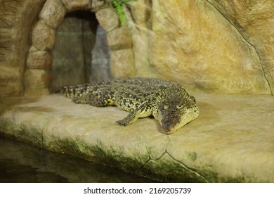 
A large green crocodile is lying alone in an aquarium in the zoo behind glass. Crocodile farm. Breeding of crocodiles. Sharp crocodile teeth. Large predatory reptiles. Horizontal photo